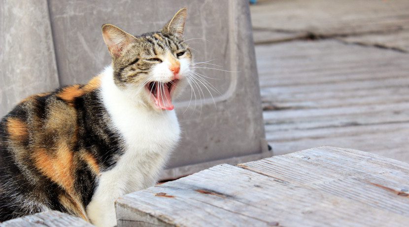 アルク オンライン 英会話