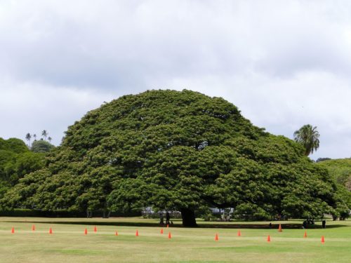 日立の この木なんの木 が気になったので実際に見に行こう ハイヒールで世界を歩く 日立の この木なんの木 が気になったので実際に見に行こう ハイヒールで世界を歩く